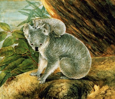 Koala und Junges, 1803 von John William Lewin
